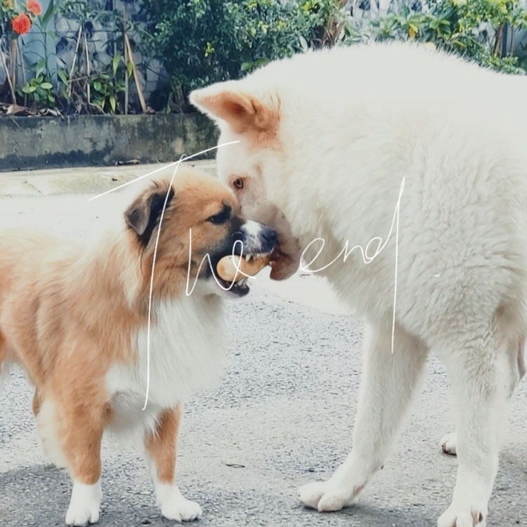 Brinquedos para limpeza de dentes de cachorro